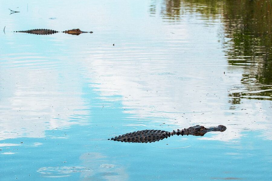Miami: Everglades National Park Airboat Tour & Wildlife Show - Timing Your Visit at Gator Park