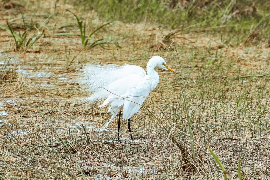 Miami: Everglades National Park Airboat Tour & Wildlife Show - Photos, Jaws, and Small Extras