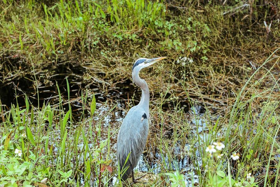 Miami: Everglades National Park Airboat Tour & Wildlife Show - Practical Tips Before You Go
