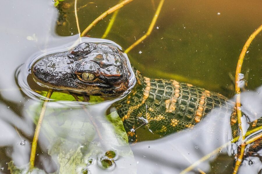 Miami: Everglades Safari Park Airboat Tour - Who will enjoy this tour most?
