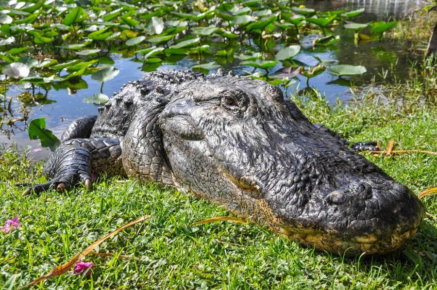 Miami: Everglades Safari Park Airboat Tour - Leaving Miami for the River of Grass
