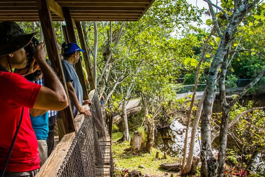 Miami: Everglades Safari Park Airboat Tour - Walking the jungle trail and seeing the park on foot