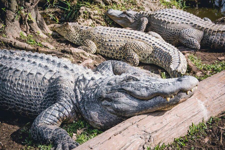 Miami: Everglades Safari Park Airboat Tour - Wildlife, weather, and realistic expectations
