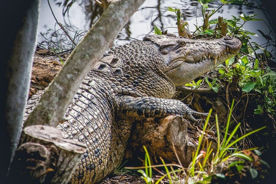 Miami: Everglades Safari Park Airboat Tour - Is $41 good value for this Everglades outing?