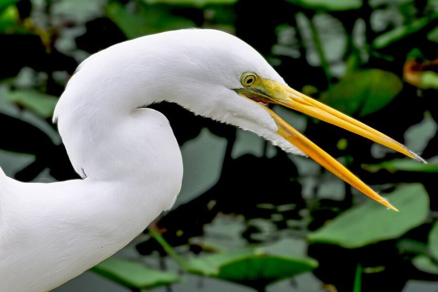 Miami: Everglades Safari Park Airboat Tour - What the 40-minute airboat ride is like