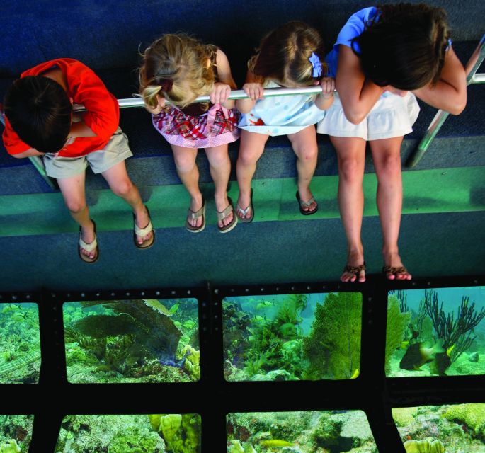 Miami: Key West Dolphin Watch or Snorkel Boat with pickup - Practical details before you book