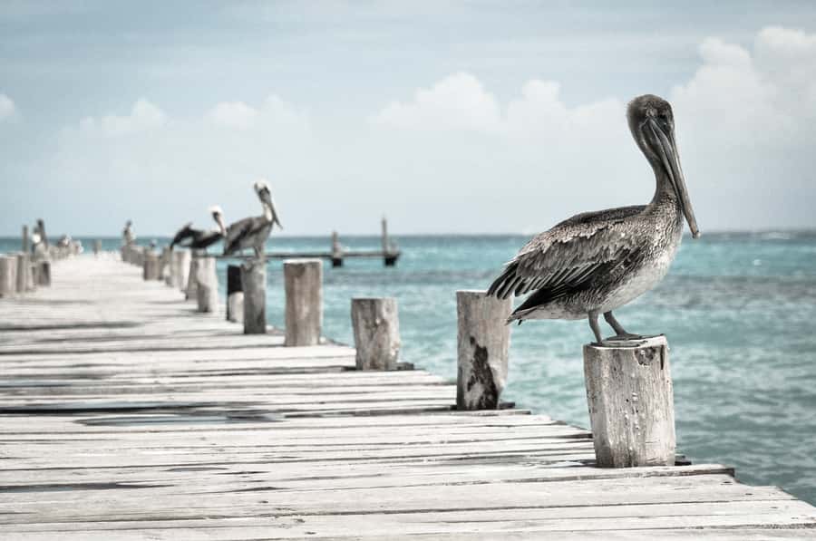 Miami: Key West Dolphin Watch or Snorkel Boat with pickup - The 90-minute glass-bottom boat choice