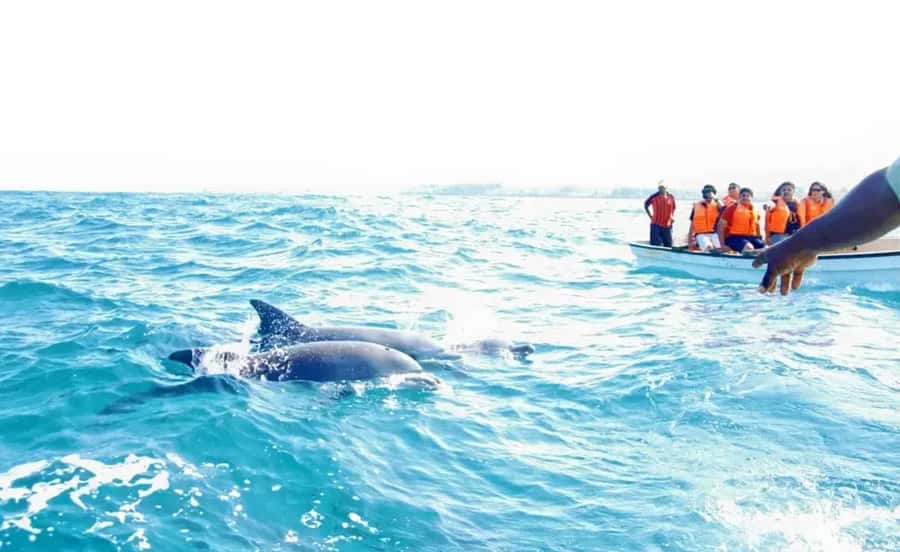 Miami: Key West Dolphin Watch or Snorkel Boat with pickup - Timing, comfort, and the return to Miami