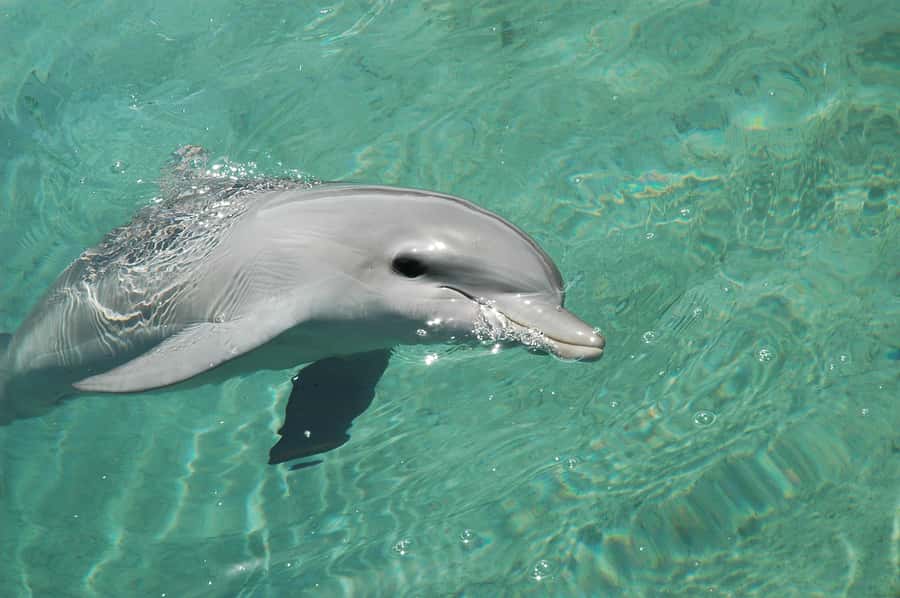 Miami: Key West Dolphin Watch or Snorkel Boat with pickup - Who will enjoy this Key West day trip