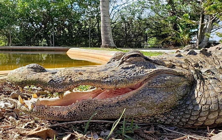 Miami: Original Everglades Airboat Tour & Interpretive area - A classic Everglades stop west of Miami