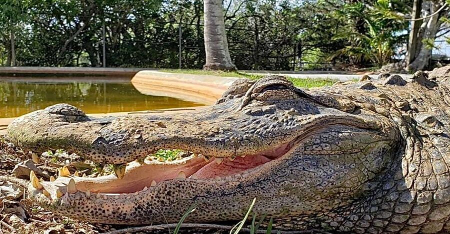 Miami: Original Everglades Airboat Tour & Interpretive area - Should you book Coopertown?