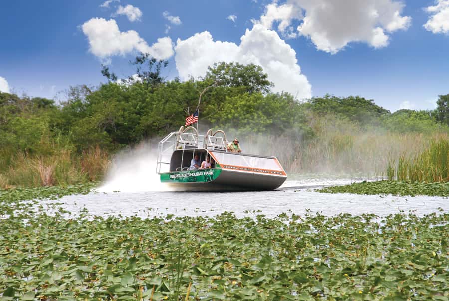Miami: Wild Everglades Airboat Ride and Gator Encounters - What you might see from the boat