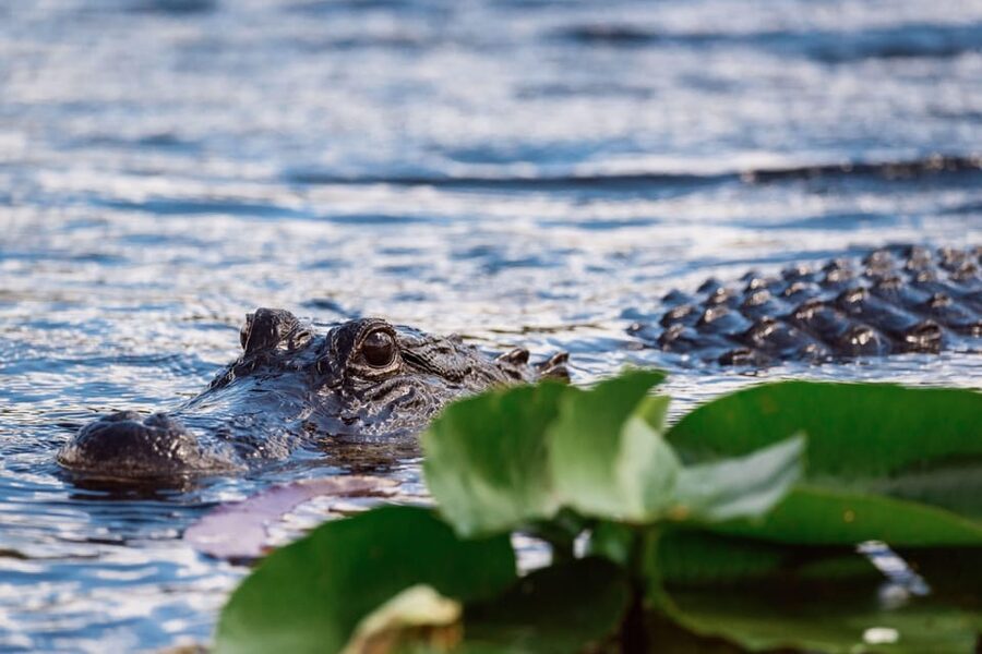 Miami: Wild Everglades Airboat Ride and Gator Encounters - Handling the heat and timing