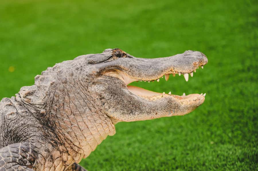 Miami: Wild Everglades Airboat Ride and Gator Encounters - Why the airboat ride matters
