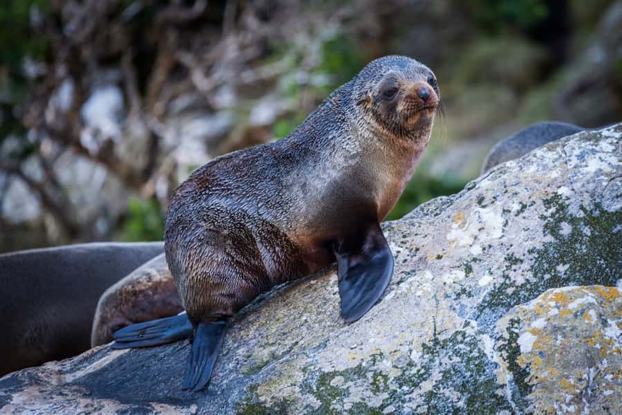 Milford Sound: 2-Hour Small Boat Scenic Cruise - Along the 16-kilometre fiord