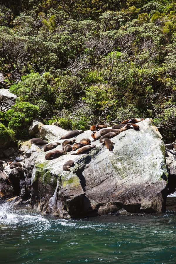 Milford Sound: 2-Hour Small Boat Scenic Cruise - Is $101 a fair price?