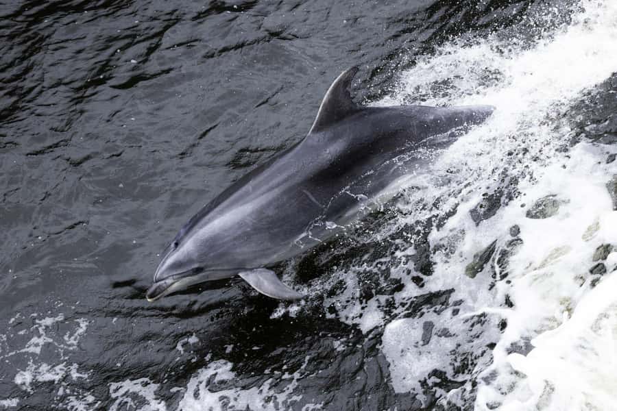 Milford Sound: 2-Hour Wildlife & Nature Cruise - The route toward the Tasman Sea