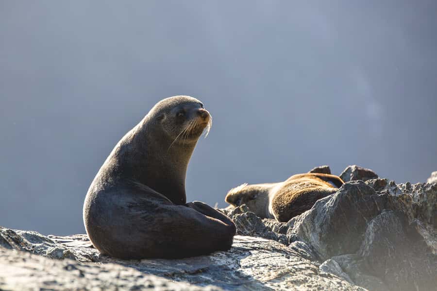 Milford Sound: 2-Hour Wildlife & Nature Cruise - Commentary adds context, with one sound issue