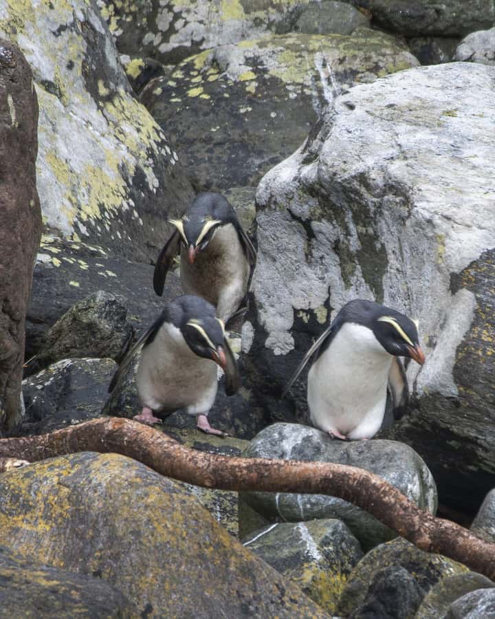 Milford Sound: 2-Hour Wildlife & Nature Cruise - Who should book this cruise?