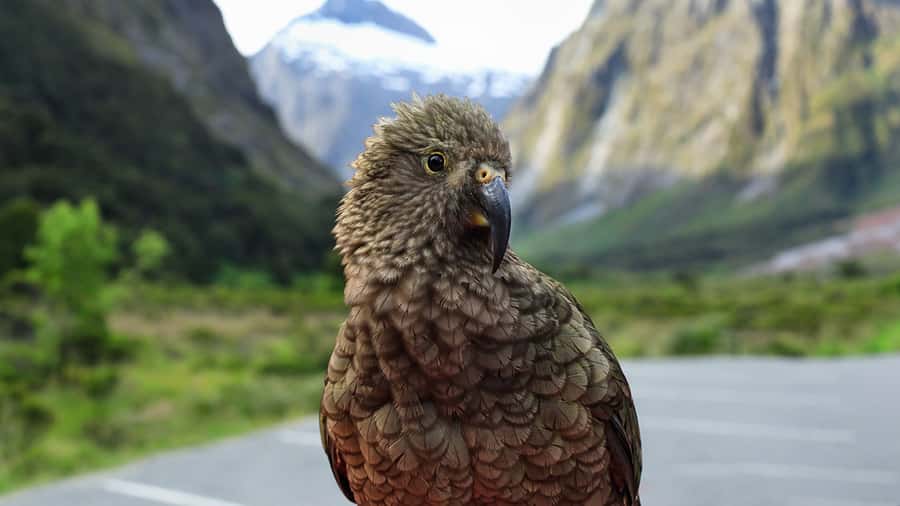Milford Sound: Boutique Small-Boat Cruise - Out to the Tasman Sea