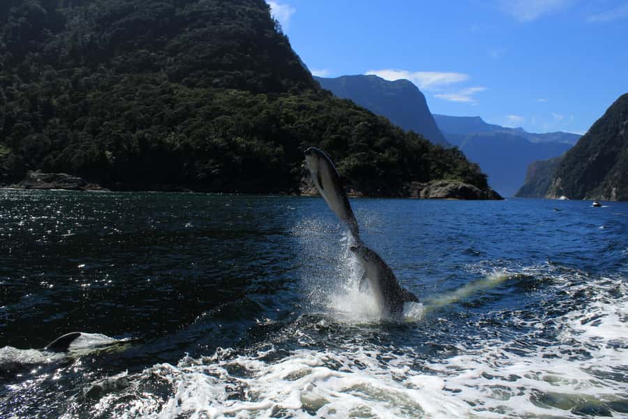 Milford Sound: Boutique Small-Boat Cruise - What the $101 fare includes