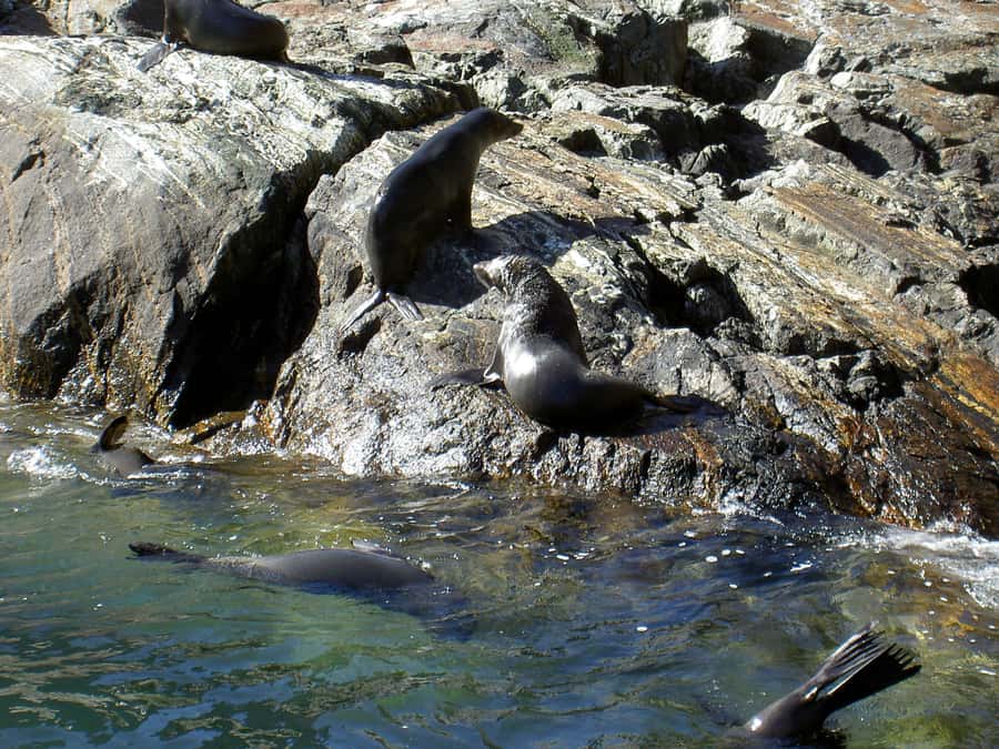 Milford Sound: Boutique Small-Boat Cruise - Who will enjoy this cruise most