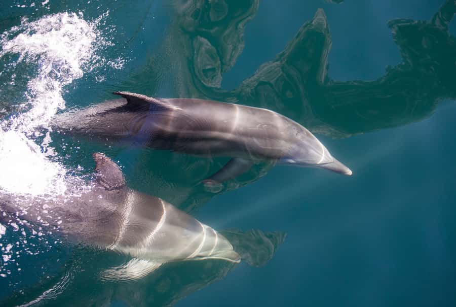 Milford Sound: Nature Cruise - Grand Views & Optional Lunch - Boarding a catamaran with room to choose your view