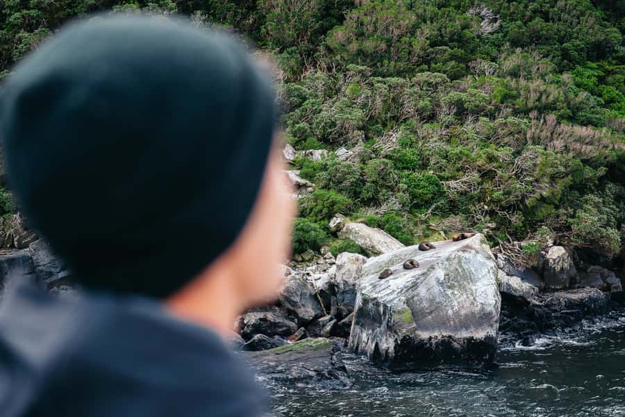 Milford Sound: Nature Cruise on a Modern Catamaran - Is $92 good value?