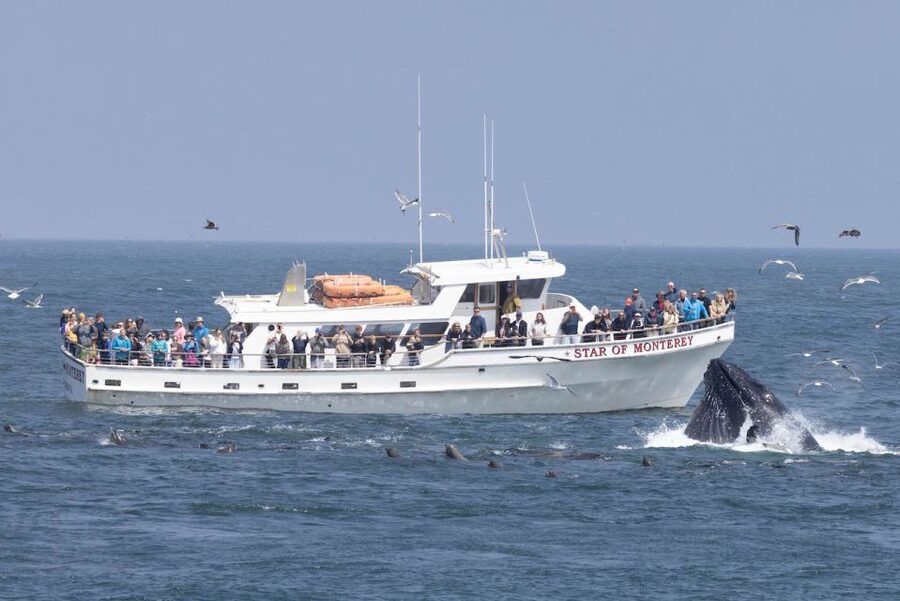 Monterey: Monterey Bay Dolphin and Whale Watching Boat Tour - Setting out from Old Fisherman’s Wharf