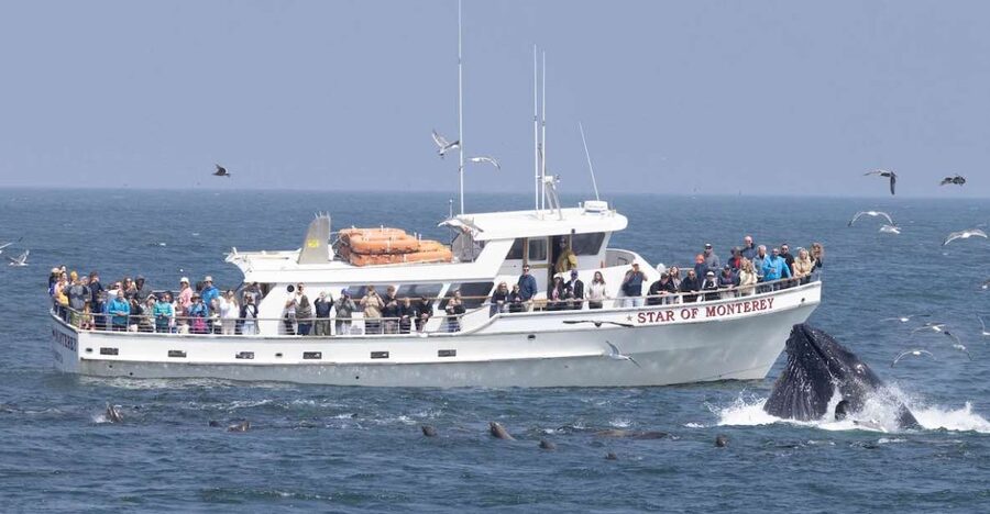 Monterey: Monterey Bay Dolphin and Whale Watching Boat Tour - Sea lions, seals, otters, and seabirds