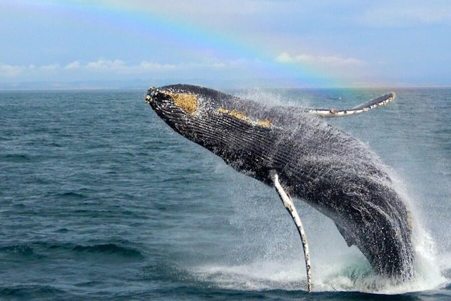 Monterey: Monterey Bay Dolphin and Whale Watching Boat Tour - Why Monterey Bay matters