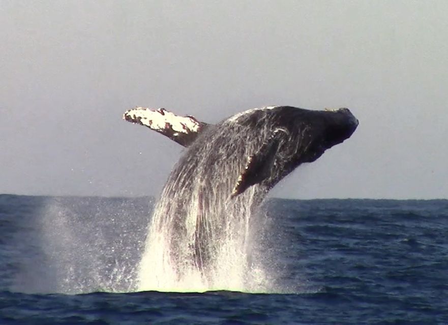 Monterey: Monterey Bay Dolphin and Whale Watching Boat Tour - What three hours feels like on the water