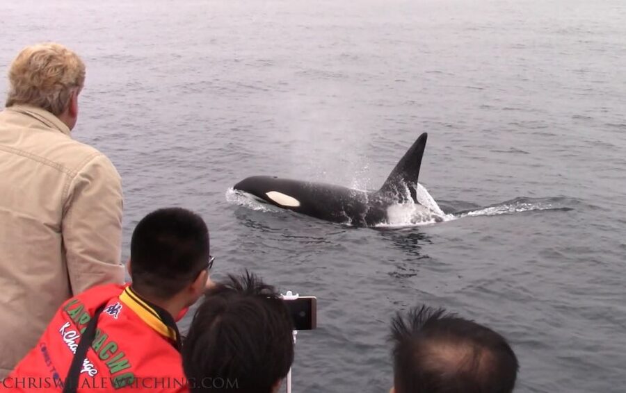 Monterey: Monterey Bay Dolphin and Whale Watching Boat Tour - Should you book it?