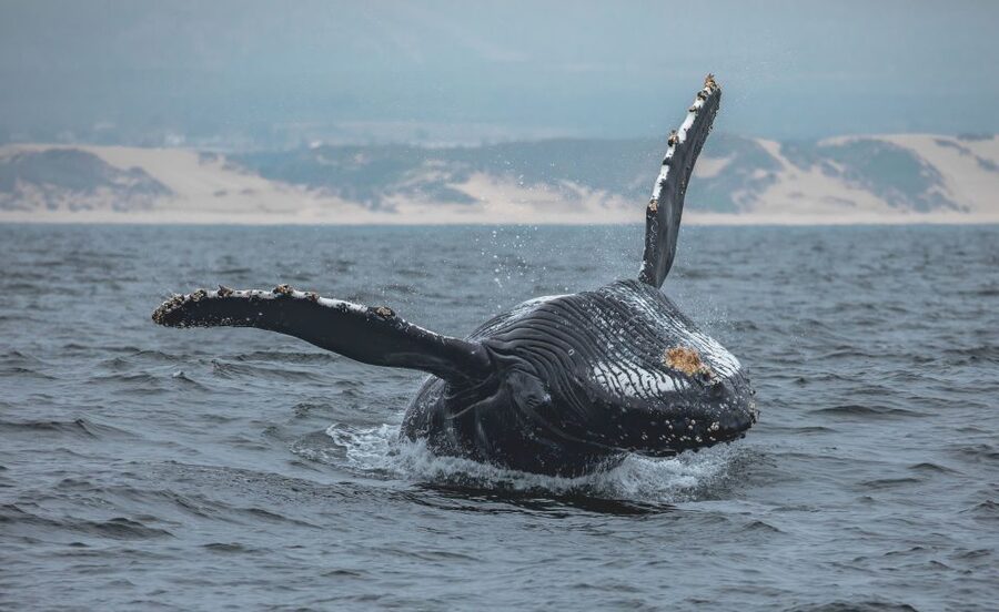 Monterey: Sunset Whale Watching Cruise with A Guide - Key points to know before booking
