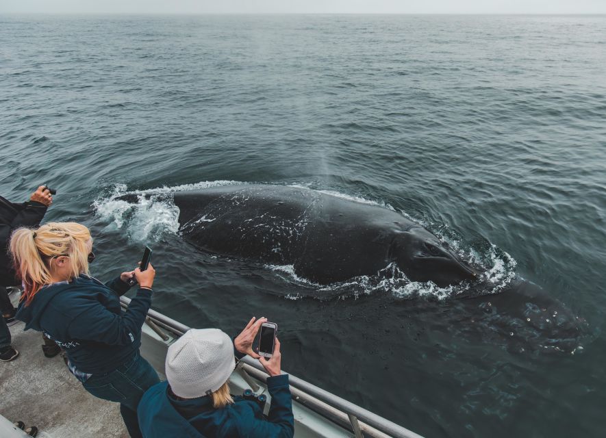 Monterey: Sunset Whale Watching Cruise with A Guide - Humpbacks, dolphins, and the main wildlife search