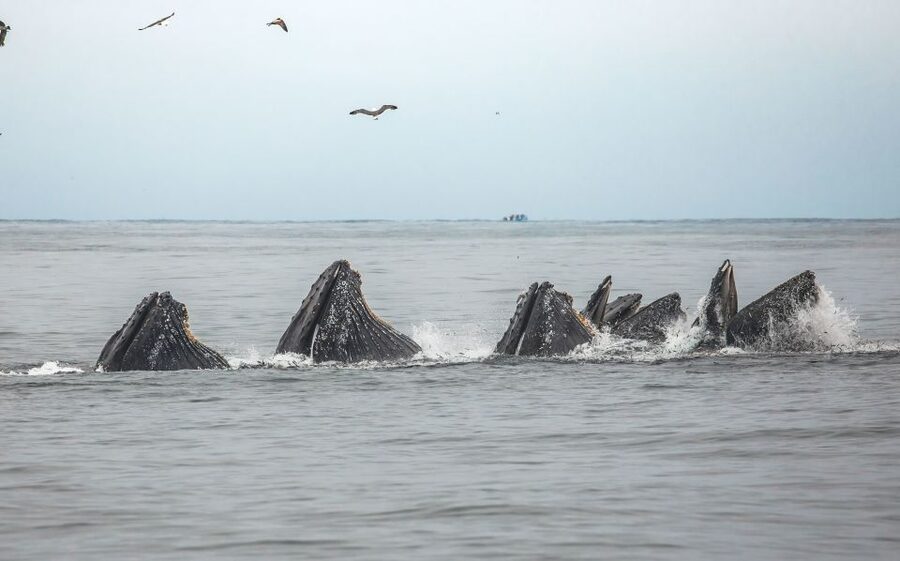 Monterey: Sunset Whale Watching Cruise with A Guide - What the naturalist adds to the ride