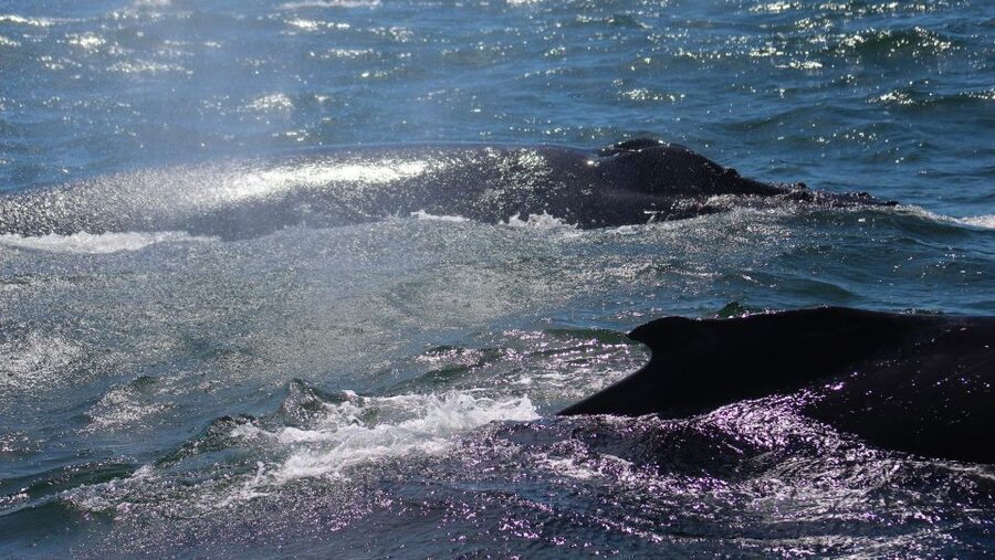 Monterey: Sunset Whale Watching Cruise with A Guide - Sea conditions, comfort, and who should skip it