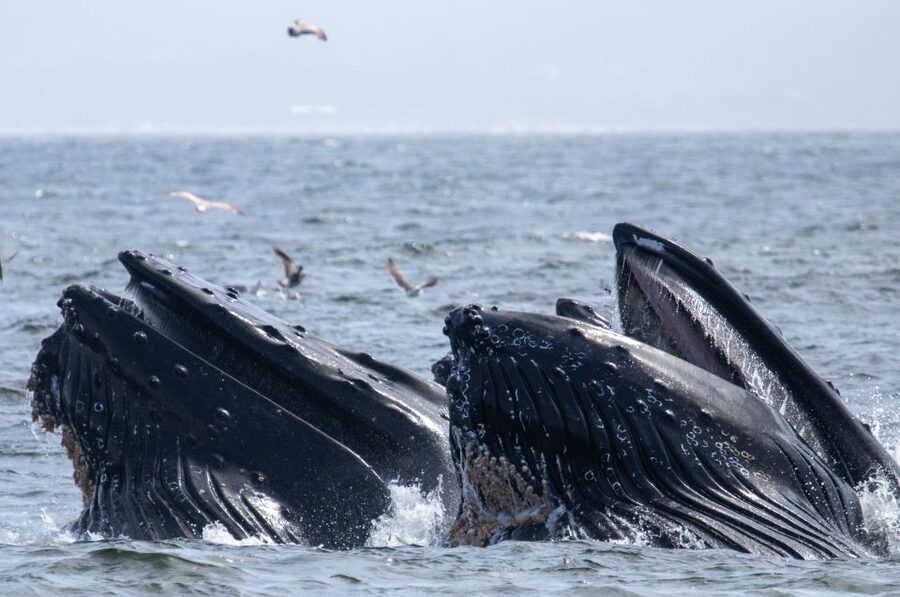 Monterey: Sunset Whale Watching Cruise with A Guide - Is $75 a fair price?