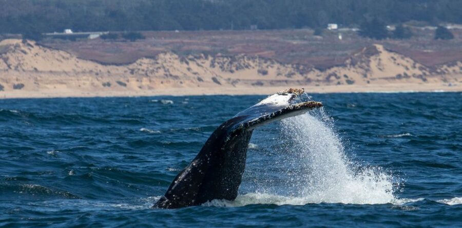 Monterey: Sunset Whale Watching Cruise with A Guide - Should you book Discovery Whale Watch?