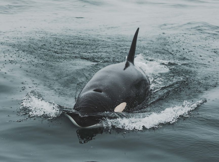 Monterey: Sunset Whale Watching Cruise with A Guide - The first run out past the harbor