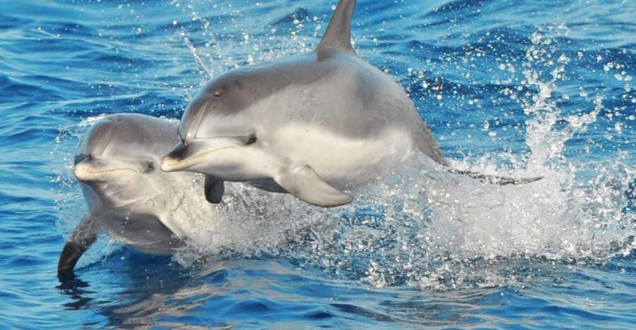 Morro Jable: Dolphin & Whale Watching Cruise, Drinks & Swim - Finding dolphins off Morro Jable