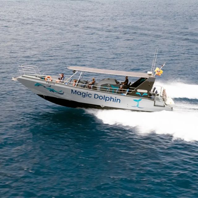 Morro Jable: Dolphin & Whale Watching Cruise, Drinks & Swim - What the two-hour outing feels like