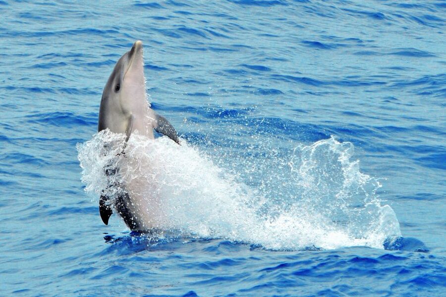Morro Jable: Dolphin & Whale Watching Cruise, Drinks & Swim - Drinks, comfort, and what to bring