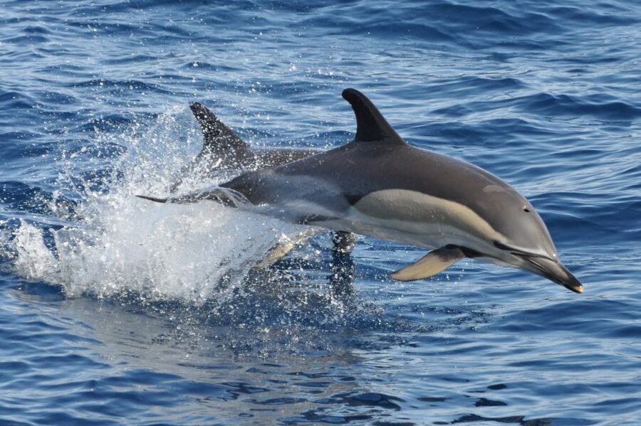 Morro Jable: Dolphin & Whale Watching Cruise, Drinks & Swim - Getting to the Magic Dolphin in Morro Jable