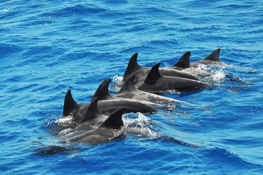 Morro Jable: Dolphin & Whale Watching Cruise, Drinks & Swim - Who will enjoy this trip most?
