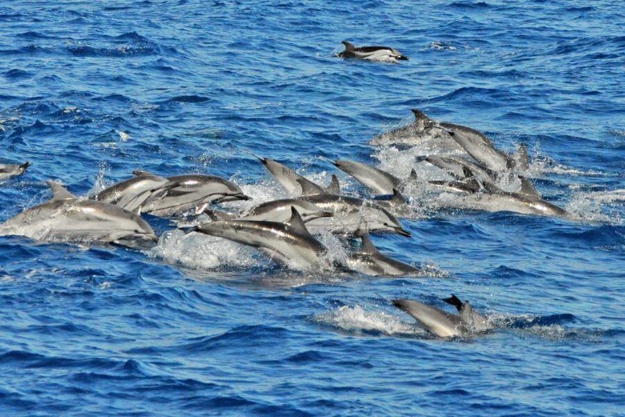 Morro Jable: Dolphin & Whale Watching Cruise, Drinks & Swim - Booking details worth knowing
