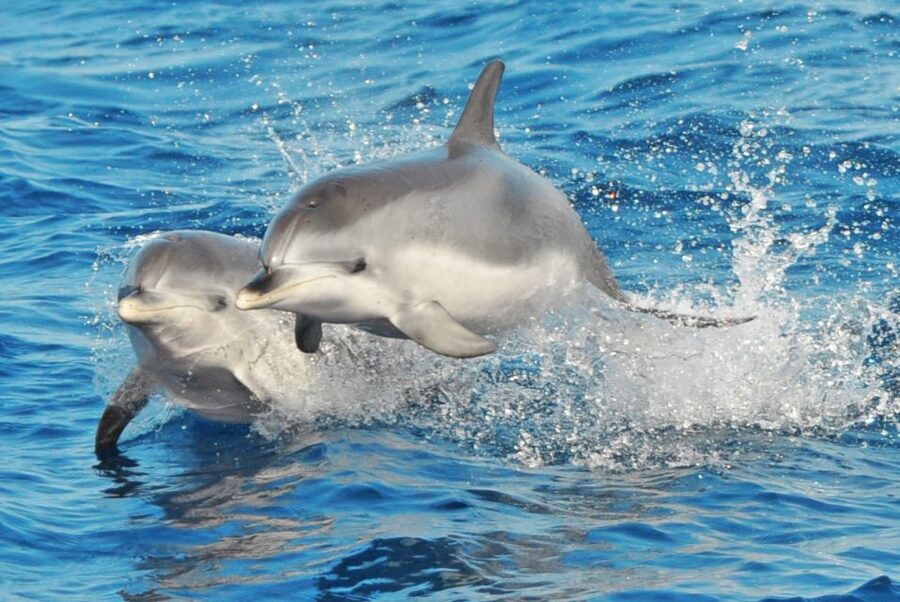 Morro Jable: Dolphin & Whale Watching Cruise, Drinks & Swim - Dolphins, pilot whales, and smaller surprises