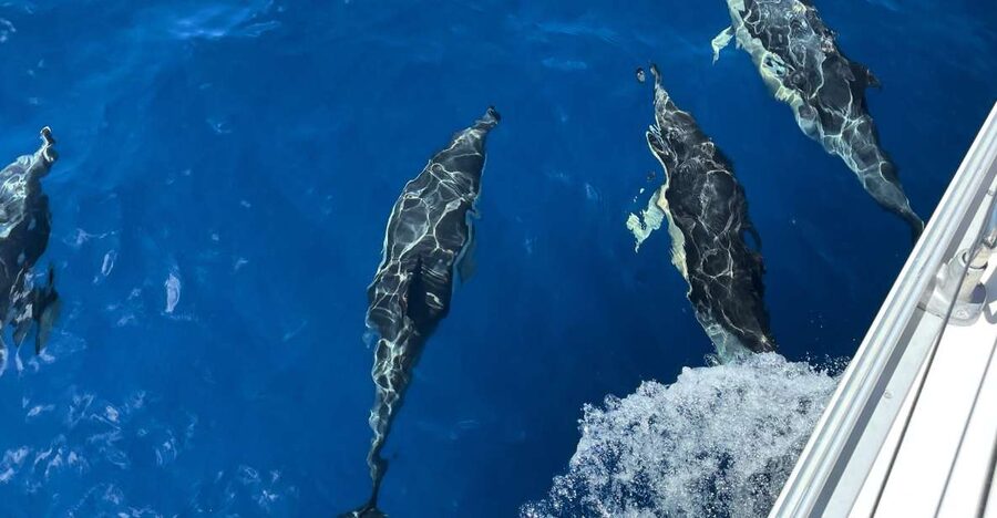Morro Jable: Sailing Boat Excursion with Food and Drinks - Why this Morro Jable sailing trip feels different