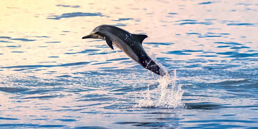 Muscat: Dolphin Watching Boat Tour - Key points to know before booking