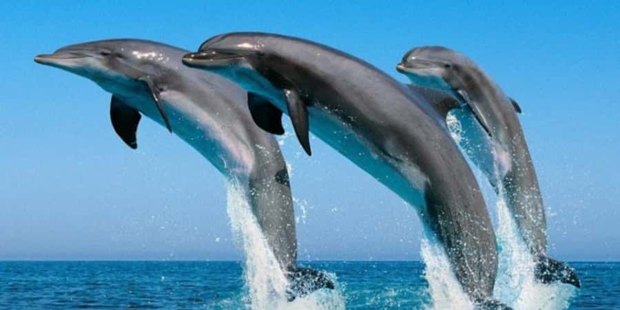Muscat: Dolphin Watching Boat Tour - Why Muscat is a good place for dolphin watching